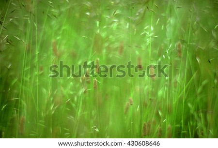 Abstract grass background image