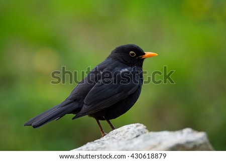Blackbird (Turdus merula) sitting on a branch and observing surroundings