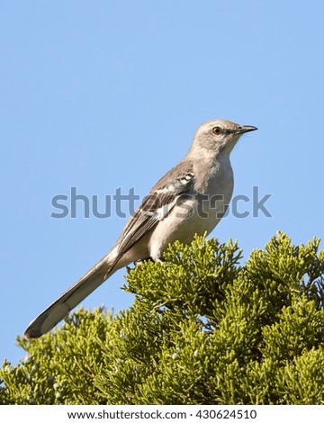 Northern Mockingbird Perched on Cedar Tree