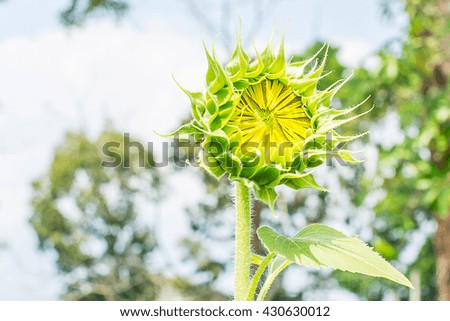 Sunflower
