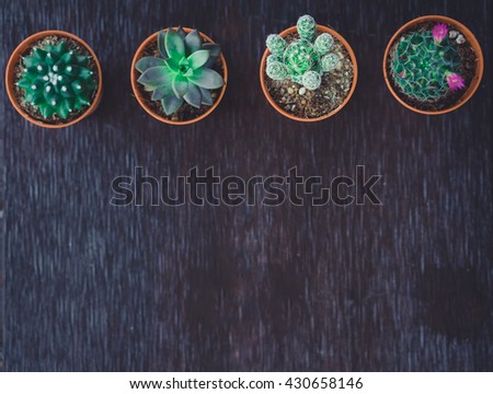 Four cactus with space in pot on brown wooden table.Top view.Dark tone.Still life Concept.