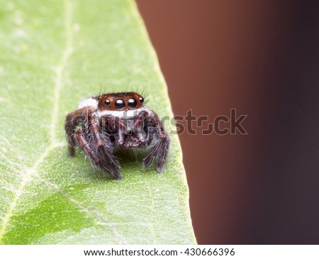 A Macro Shot of Zebra Male Jumping Spider, Saltines scenicus, Salticidae, Hyllus on green Leaf and Dark Nature Backgrounds.