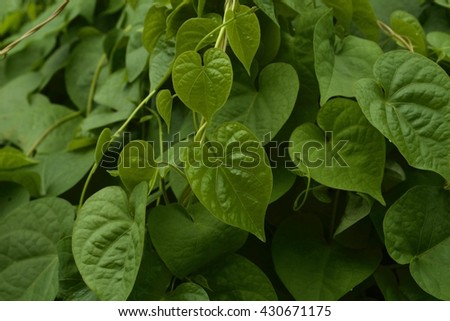 Green leaf on tree texture.