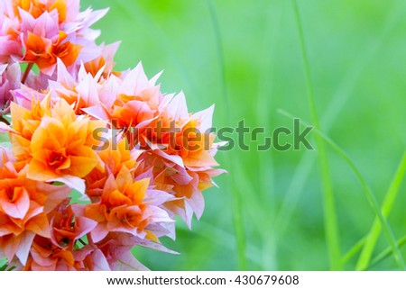 Fresh flower,colorful,bright,beautiful, in morning time with blurry background:Close up,select focus with shallow depth of field:ideal use for background.