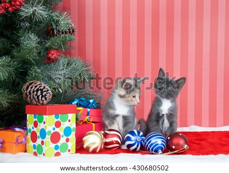 Calico and gray and white kittens next to a christmas tree with presents and ornaments strewn around the floor, on red fuzzy floor, striped red and off white background
