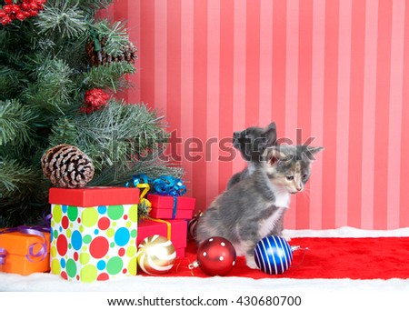 Calico and gray and white kittens next to a christmas tree with presents and ornaments strewn around the floor, on red fuzzy floor, striped red and off white background