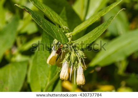 Symphytum tuberosum. Flowers and leaves, Comfrey Minor.