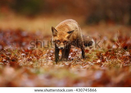 fox is creeping red leaves of the forest and hunting in the detail, very close. She goes for prey