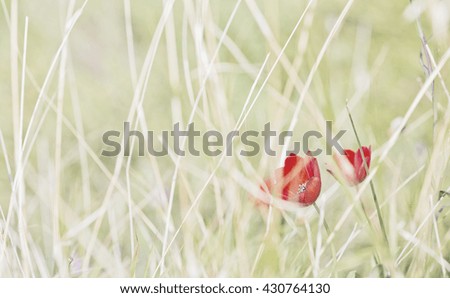 High key picture of red poppies amongst long grass