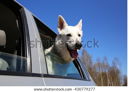 White Swiss shepherd dog looking out of car window