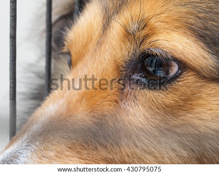 Closeup portrait of Shetland sheepdog, cute adult domestic animal, best friend for human, beautiful pedigreed dog face