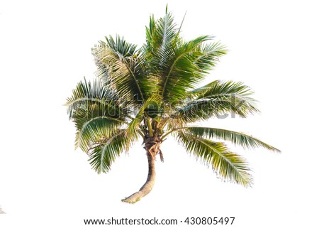 one coconut tree on white background , isolated background