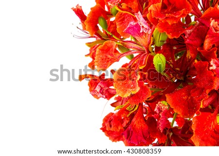 Gulmohar flowers : Red peacock flower on white background Red