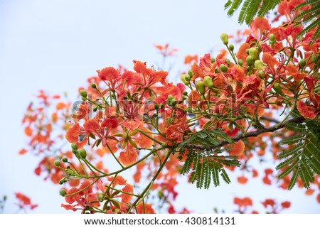 Royal Poinciana, Flamboyant, Flame Tree on tree .: ornamental. The medicinal properties medicine.
