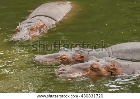 Three Hippopotamus rolling in pond