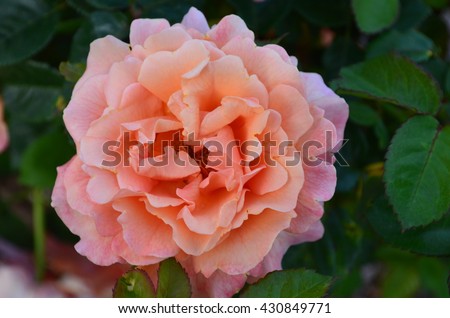 Orange rose close up with green leaves