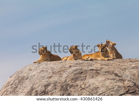 Lion family on the rock. Relax and looked sleepy in wildlife.