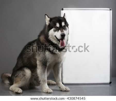 A dog with a frame sits on a gray background.
