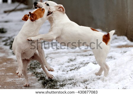 Jack Russell fighting