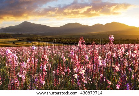 Pink flowers in full bloom at sunset, Eastern Cape Farmlands, South Africa.These flowers grows after the fields has burned and the fields had lots of rain. Royalty-Free Stock Photo #430879714