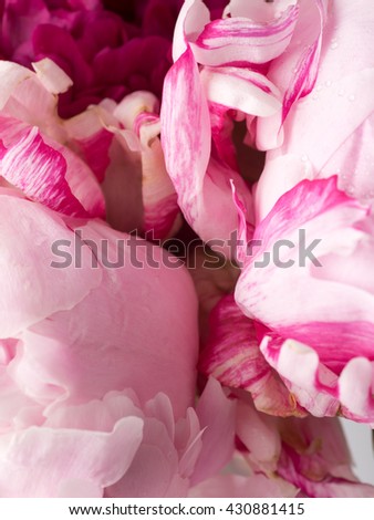 Macro Close up of Light Pink Flower Petals