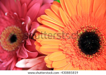 Gerbera flowers close up