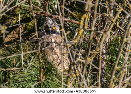 Long-eared owl among the vegetation
