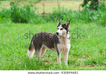 Siberian husky dog.