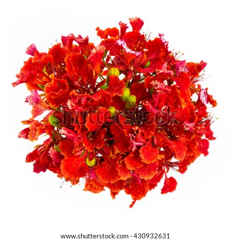 Bouquet of Red Gulmohar flowers on white background