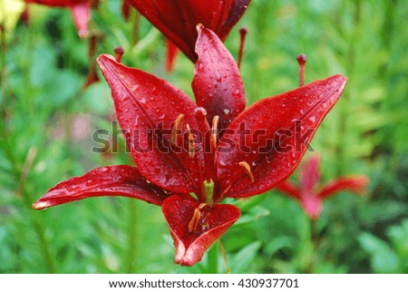 Lily flower Royalty-Free Stock Photo #430937701