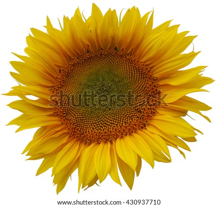 Isolated sunflower Royalty-Free Stock Photo #430937710