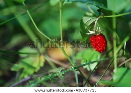 Strawberry in the forest Royalty-Free Stock Photo #430937713
