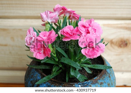 Carnations in vintage pot Royalty-Free Stock Photo #430937719