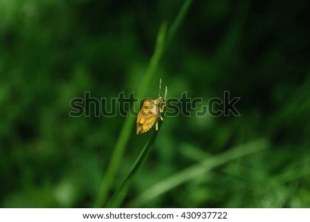 Bug on the blade of grass Royalty-Free Stock Photo #430937722
