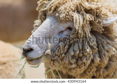 Sheep on the farm land