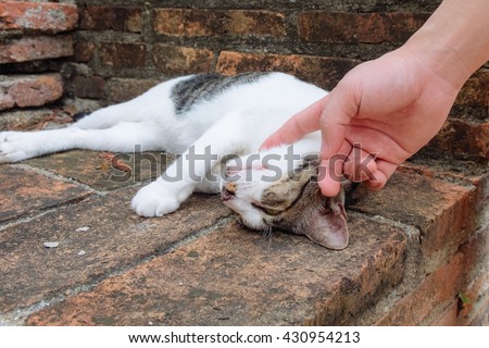Cat scratching chin
