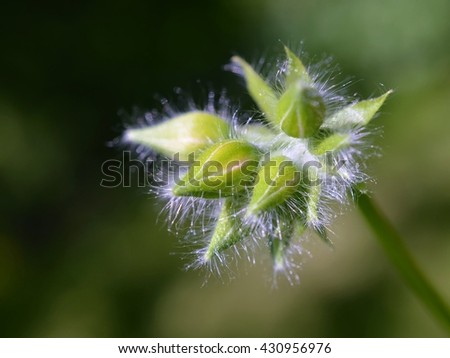 Undeveloped bud geranium (Pelargonium)