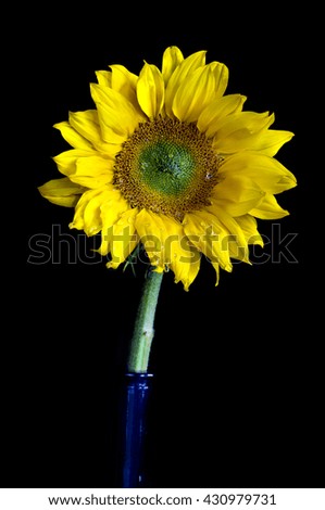 Sunflower with water droplets on petals on black background - closeup