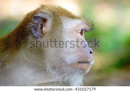 Monkeys portrait Close-up of a monkey face in a natural forest of Thailand,select focus with shallow depth of field:ideal use for background.