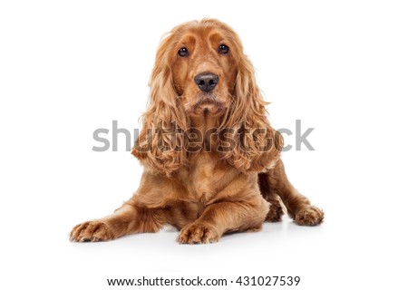 Cocker Spaniel dog breed dog Brown is on the ground looks attentively into camera Royalty-Free Stock Photo #431027539