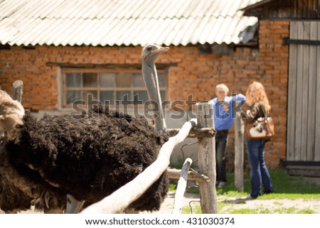 ostrich farm - the life of ostriches on a farm, love and training, communication with the host