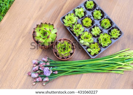 Plants in pots and containers on a flat wooden background. Succulents in pots. Gardening decoration.