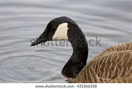 Beautiful photo of the Canada goose drinking water from the lake