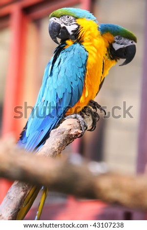 Colorful parrot on a branch in a zoo in switzerland