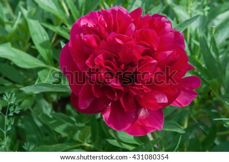 pink peony with green leaves
