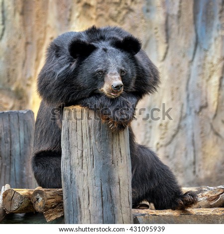 Behavior of Asiatic black bear.