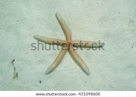 Linckia laevigata starfish underwater on sandy ocean floor, Pacific ocean, French Polynesia