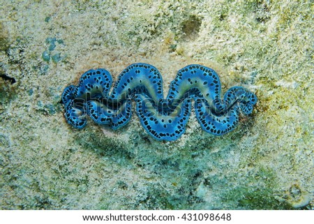 A blue maxima clam, Tridacna maxima, marine bivalve mollusk underwater, Pacific ocean, Tahiti, French polynesia