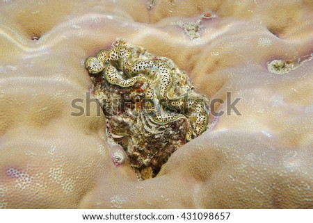 A marine bivalve mollusk maxima clam, Tridacna maxima, encrusted in coral, Pacific ocean, Tahiti, French polynesia
