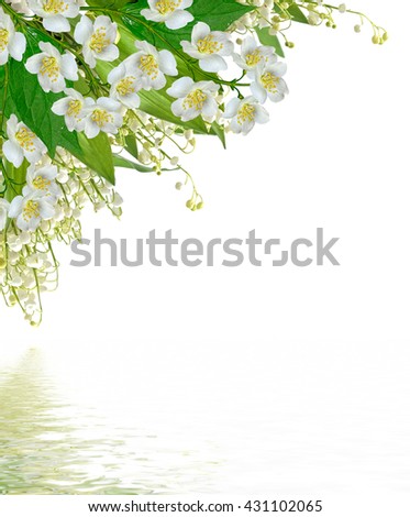 White jasmine flower.  branch of jasmine flowers isolated on white background. spring flowers
